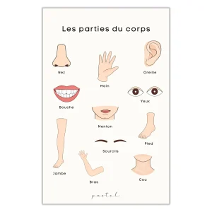 Affiche éducative & décorative "Parties du corps"