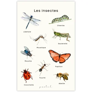 affiche-pastel-educative-insectes_a8426086-3a24-4ba2-8aa5-70905b08e586.pngv1750964133 Affiche éducative & décorative "Insectes"